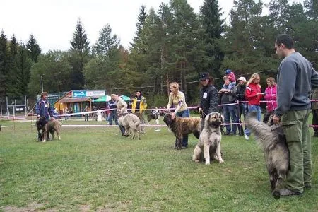 psy - trieda mladých