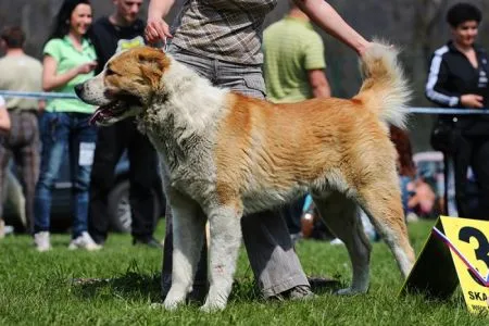 Ramenskiy Grizli DOVLET