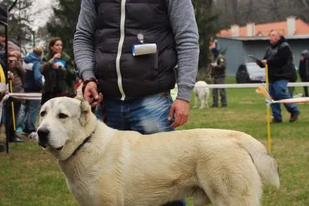 29. EVERET Bosstin