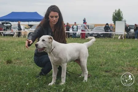 76. Cataleyea Chasovoy