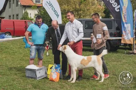145. Uluf Ezger Glukoza