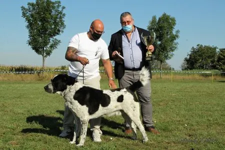 Víťaz Hitparády 2019 v kategórii Pes, famózny Viraj Zul-Kadar