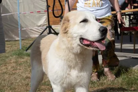5. Bandit Kaba-Melek - VN3