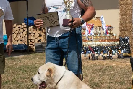 10. Django Tendzsen - VN1, Best Minor Puppy