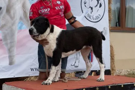 87. Cadyra Turkmendargan-Kala - VN2