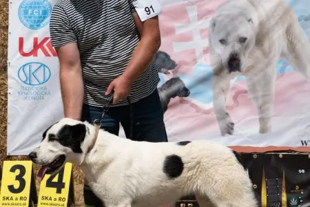 91. Bella spod Vysokých Tatier - VN