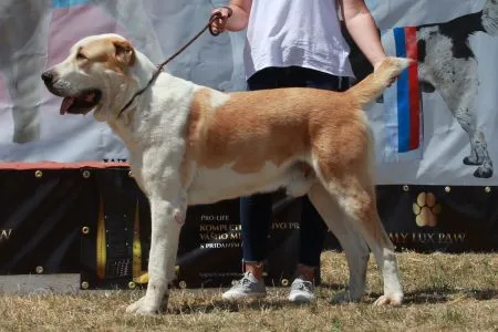 55. Dog Vil´l Pride Yaktesh - V1, CAC, SEV, BOB