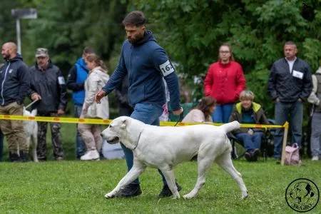  162. BACCARA MARA CAO KENNEL – V1, CAC