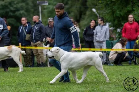  162. BACCARA MARA CAO KENNEL – V1, CAC