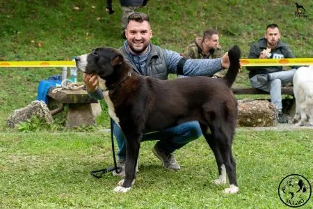  110. DACIC GUARDIAN KARMA - V