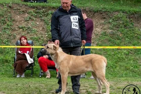  106. AYSHA KOLJA-DOG - VD