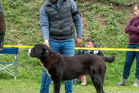  110. DACIC GUARDIAN KARMA - V