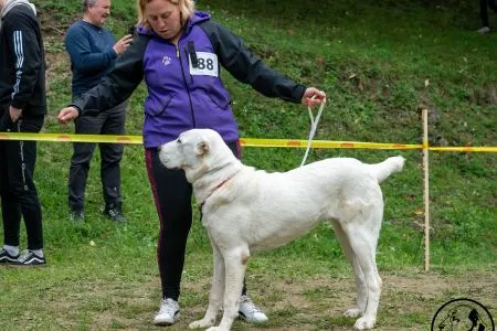  88. 	AKCÁN VAJOMI CAO – VN1, BEST PUPPY