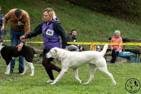  88. 	AKCÁN VAJOMI CAO – VN1, BEST PUPPY