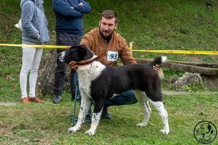  93. 	C-BELLARA MALENIEL DOGS – VN2