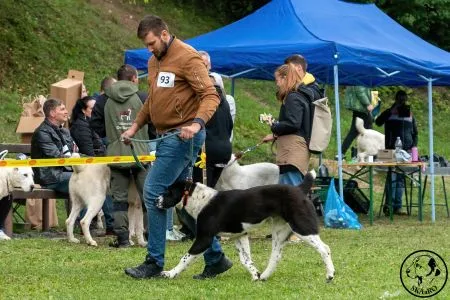 93. 	C-BELLARA MALENIEL DOGS – VN2