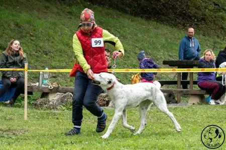 99. 	ORISSAY ROYAL DAISY - N