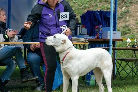  88. 	AKCÁN VAJOMI CAO – VN1, BEST PUPPY