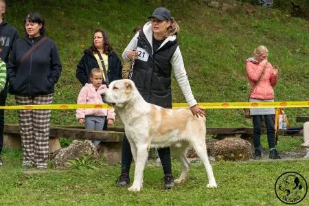  21. 	BAIKAL BARKING MAD - V
