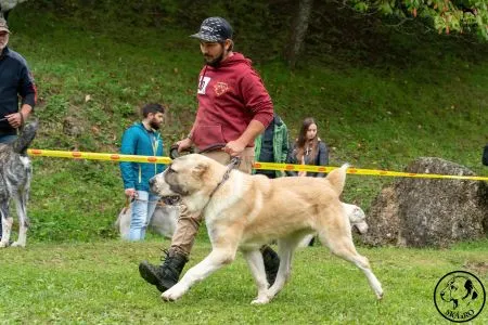  20. 	ARTUŠ CVET IZ MUGODŽARY - V