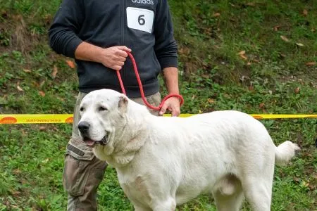  6. 	APAČKO BELLATOR FORTIS - N