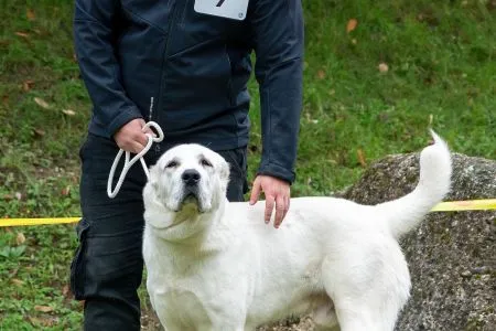  7. 	ARES BELLATOR FORTIS - N