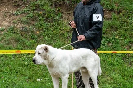  9. 	ARTUŠ BELLATOR FORTIS – VN4