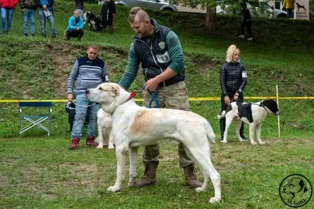  13. 	F-HECTOR KORA-BORA SKLABIŇA - N 