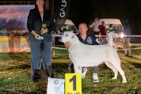 107.	Suky	Trieda	Otvorená	OLIMPIC STAR NURBAHAR	V1, CAC