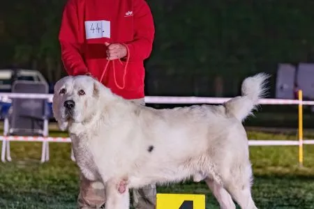 44.	Psy	Trieda	Šampiónov	EGO VARGA INTACTO	V4