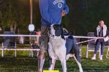 46.	Psy	Trieda	Šampiónov	NIRAD GJULCITAJ TUHAJ BEJ	V3