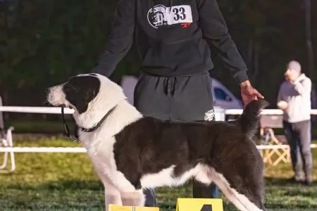33.	Psy	Trieda	Otvorená	BURI AL BASAR LOKI	VD4