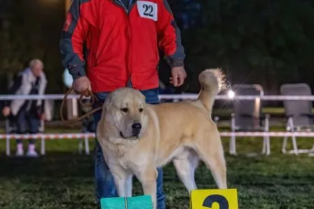 22.	Psy	Trieda	Stredná		ARNOLD	V3