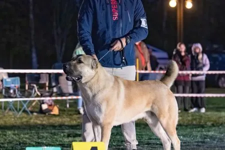 28.	Psy	Trieda	Stredná		FARAON BALI-BEJ	V4