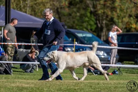 48.	Psy	Trieda	Veteránov	OLAF DE MAYASAR	V, BIS Veterán
