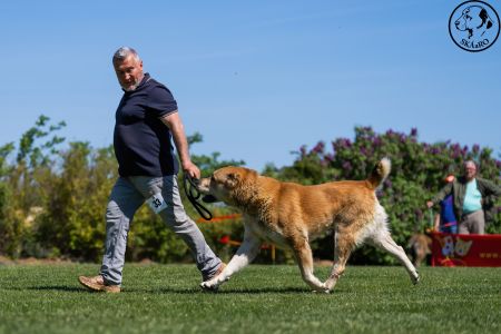 33. 	Pes	Šampiónov	RENESMEE TENERIS AMAR	V2, Res.CAC