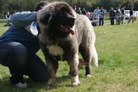 Brutus Mount Chán