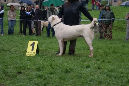 Pushtun Barsuk V1, CAJC, KV mladých