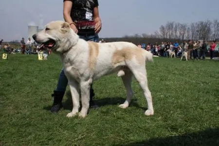 L-CHIURKA Fenomenas V