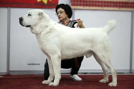 Lion Tagar